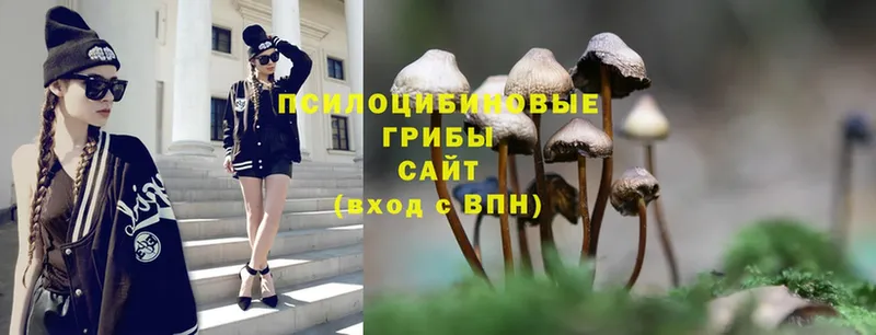 Галлюциногенные грибы Psilocybe  Нижний Новгород 